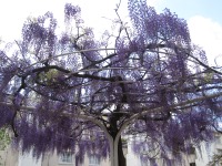 まさに藤色の花がキレイ。
