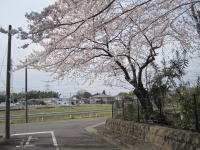 花吹雪もステキ…