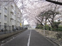 まさに桜のトンネルです。