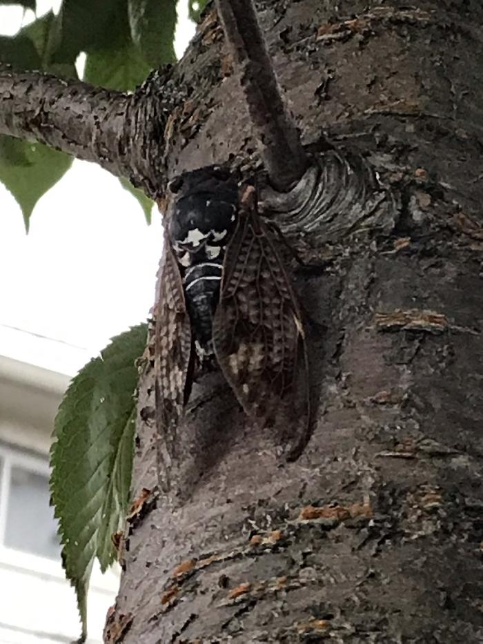 a cicada