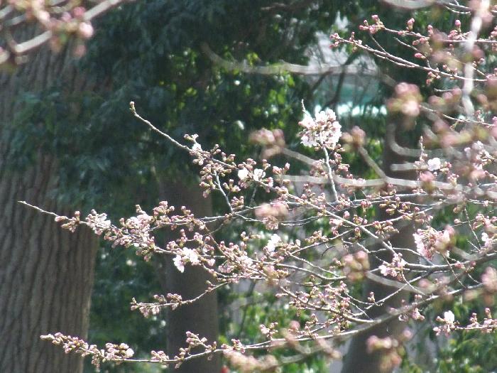 桜もぼちぼちかな?