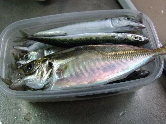 あじ1匹さば16匹