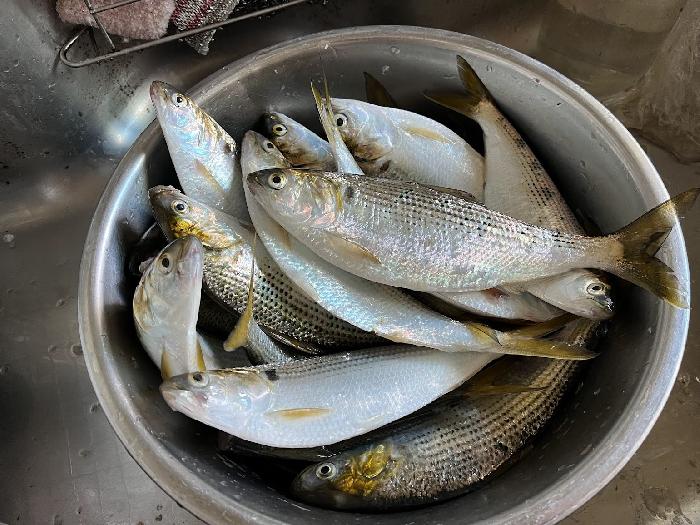 コノシロ23匹鰯15匹