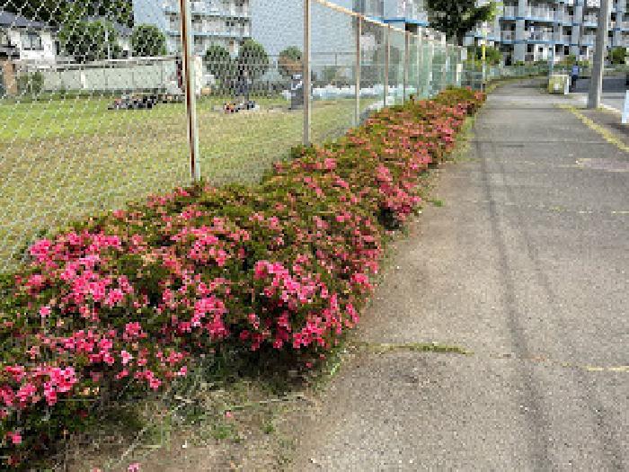 きれいですね