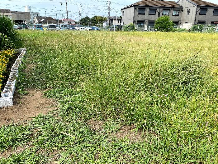 伸びきった原っぱ