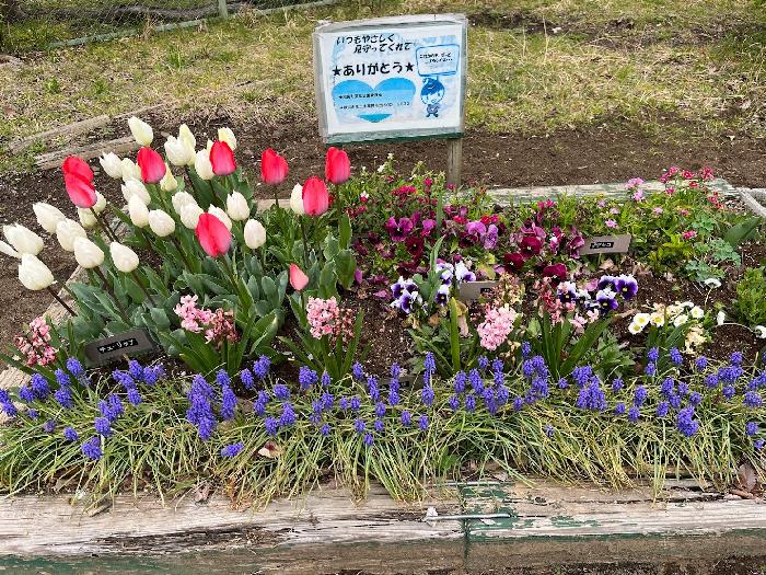 従来の花壇 奇麗に咲き誇っています。