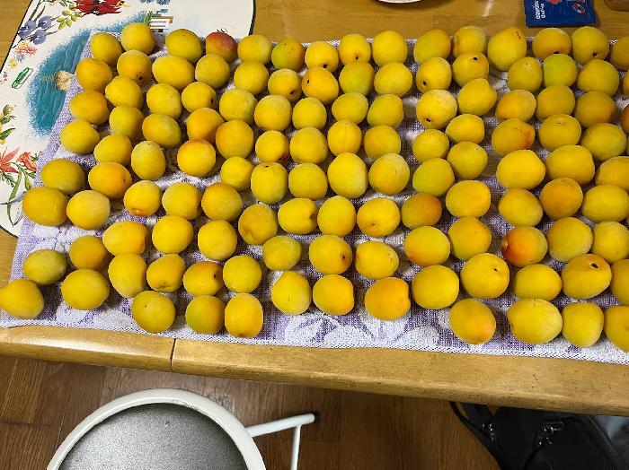 タオルに広げ、ヘタを取ります。