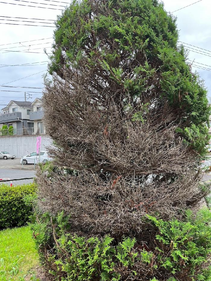 半分かれた樹木