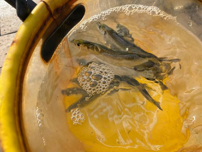 サッパがすこーし