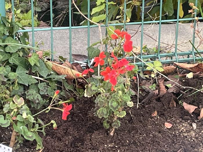 ���ł���