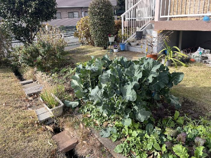 �u���b�R���[