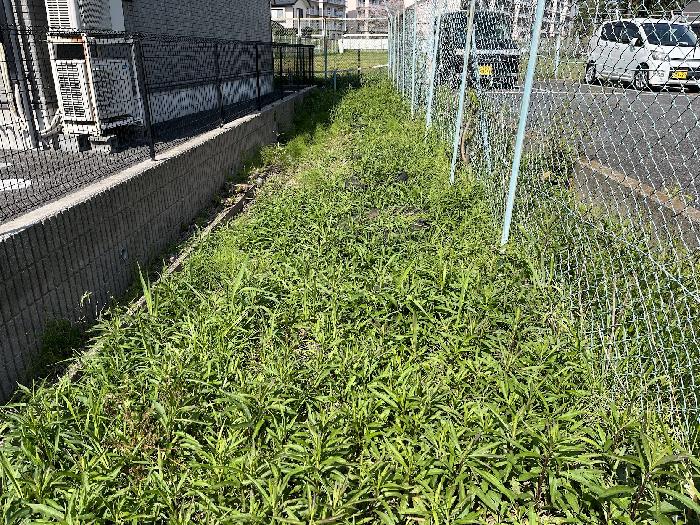 草が伸びてきました。