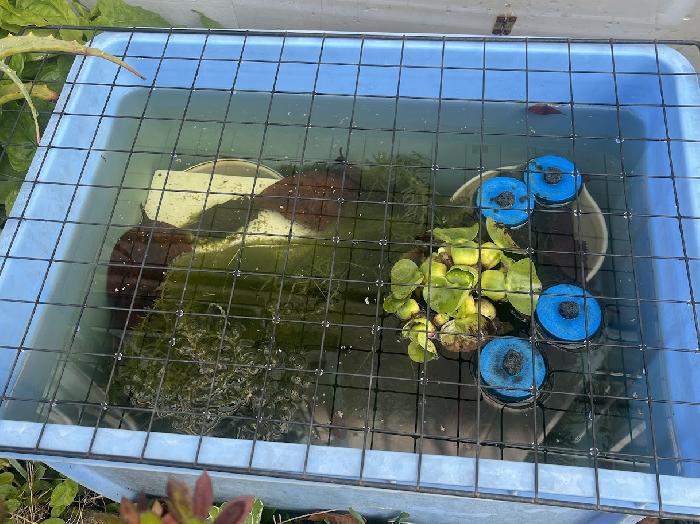 ���C�ȃ��_�J����