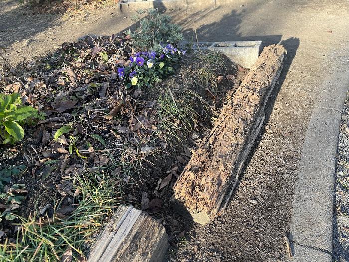 花壇の枠が朽ちています。