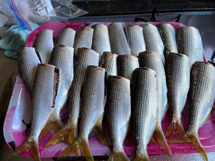 本牧の釣果 21匹