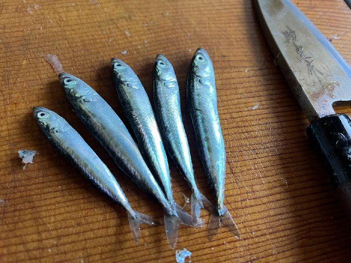 江ノ島の釣果