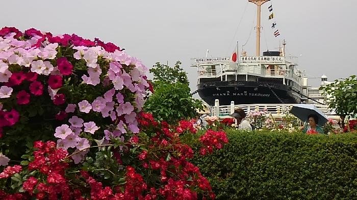 氷川丸をバックに