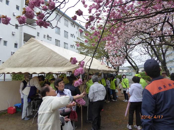 八重桜が満開でした