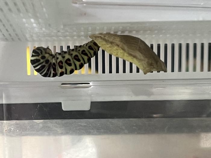 虫カゴでさなぎに