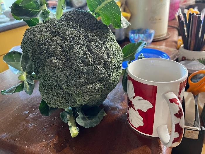 こんな大きなブロッコリーが取れました。